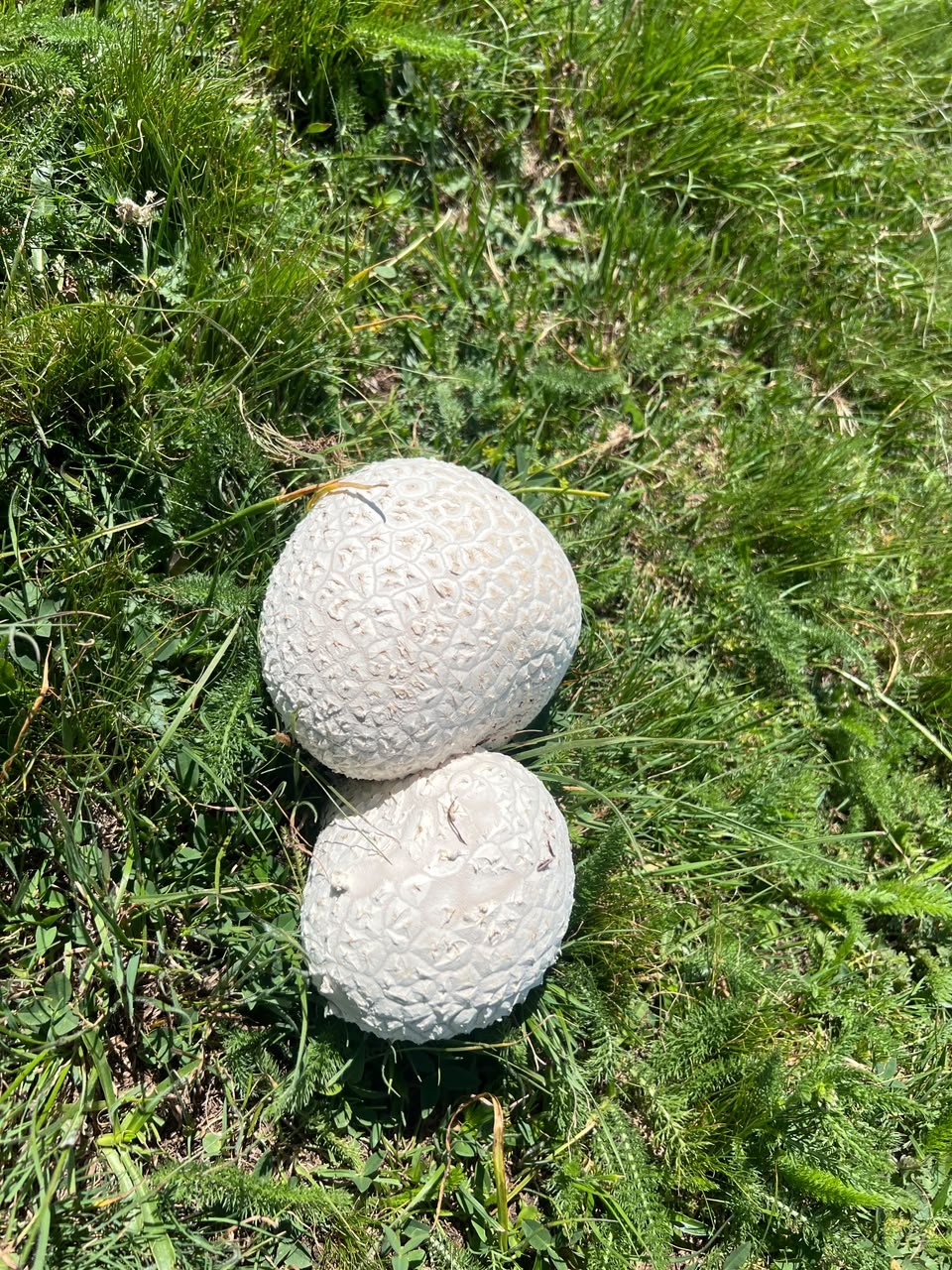 Caucasian Pasture